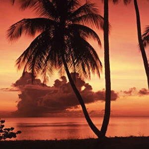 Palm Trees at Sunset, Pigeon Point, Tobago, Caribbean