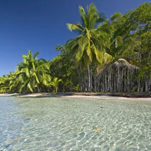 Panama, Bocas del Toro Province, Colon Island (Isla Colon) Star Beach, Star fish in sea