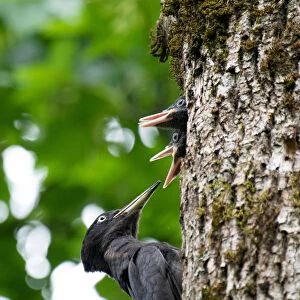 Park Orobie Valtellina, Lombardy, Italy. Black woodpecker, Dryocopus martius