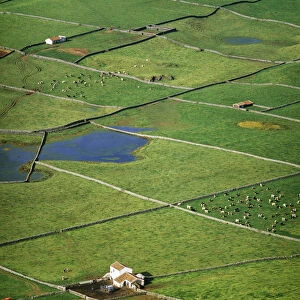 Pasture fields at Vale da Achada. Terceira, Azores islands, Portugal