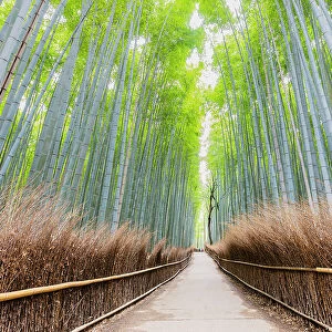 Path Through Bamboo Forest, Sagano, Arashiyama, Kyoto, Japan