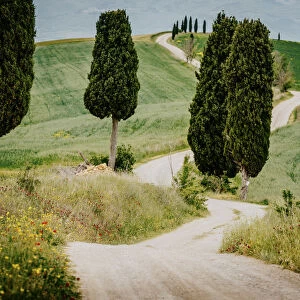 Path with cypress trees and meadow, Val d Orcia, Tuscany, Italy