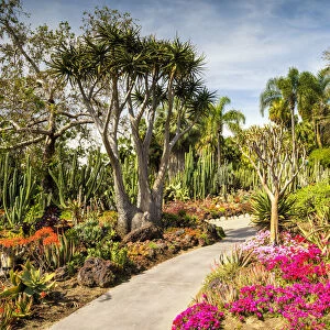 Path Through Desert Garden, Huntington Botanical Gardens, San Marino, California, USA