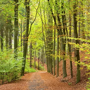 Path leading through forest, Hruba Skala, Bohemian Paradise Protected Landscape Area, Semily District, Liberec Region, Bohemia, Czech Republic