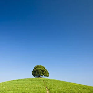 Path Leading to Lone Tree, Tuscany, Italy