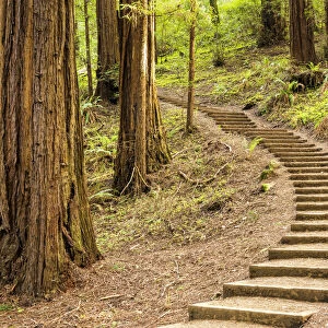 Path Up Through Redwoods, Muir Woods National Monument, California, USA