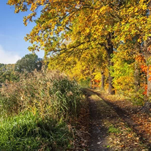 Path in the Upper Lusatian pond landscape in autumn, biosphere reserve, Upper Lusatia