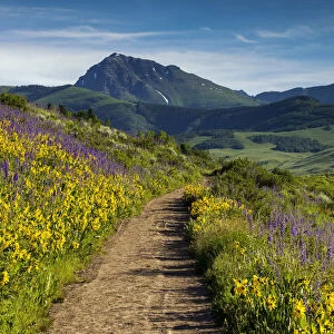 Path Through Wildflowers, Crested Butte, Colorado, USA