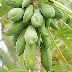 Pawpaw or Papaya (Carica papaya), Wayaseva island, Yasawa Island Group, Fiji, South