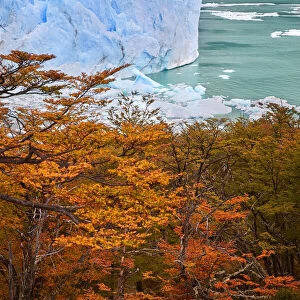 The Perito Moreno Glacier in autumn, with lengas trees in the foreground, Los Glaciares National Park, El Calafate, Argentina