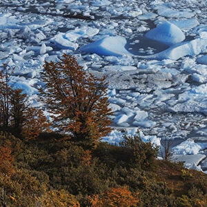 Perito Moreno lagoon contrasting with autumn vegetation, Los Glaciares National Park