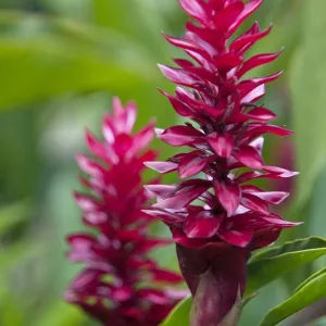 Peru. Colourful Red Ginger in the gardens of Inkaterra Reserva Amazonica Lodge on the banks of the Madre de