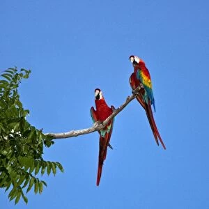 Peru. Colourful Scarlet macaws perch high above the canopy of the forest near the banks of the Madre de