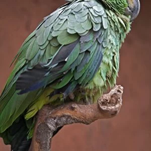 Peru. A green parrot of the genus Amazona