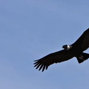 Peru, A magnificent Andean Condor above the Colca Canyon. At 3, 191 metres