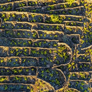 Pico island, Azores, Portugal. Vineyards of Landscape of the Pico Island Vineyard Culture