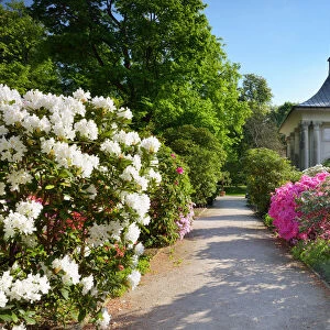 Pillnitz castlle and palace garden with Rhododendron, English garden, Dresden, Saxony