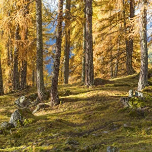 Pine forest towards Lake Tovel Europe, Italy, Trentino Alto Adige, Sun valley, Pejo city