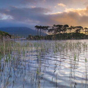 Pine Island on the Derryclare Lough lake at sunrise. Pine Island, Connemara National Park