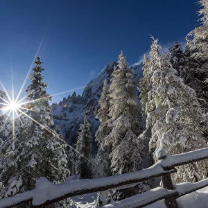 Pines and fence covered in snow. Passo delle Erbe, Bolzano, Trentino Alto Adige