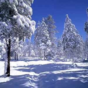 Pines Trees in Snow, Flagstaff, Arizona, USA