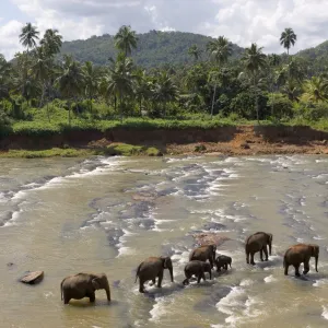 Pinnewala Elephant Orphanage near Kegalle, Hill Country, Sri Lanka