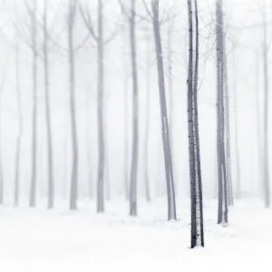 Plain Piedmont, Piedmont, Italy. Hoar frost trees