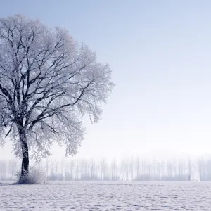 Plain Piedmont, Piedmont, Italy. Hoar frost trees