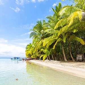 Playa Estrella (Starfish beach), Colon island, Bocas del Toro province, Panama