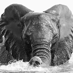 Playful Elephant, Chobe River, Chobe National Park, Botswana