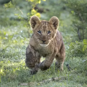 Freudiges Löwencub im Okavangodelta in Botswana Freudiges Löwencub im Okavangodelta in Botswana