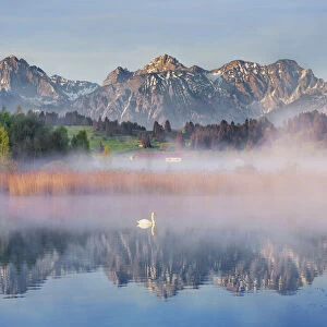 Pond in alpine upland - Germany, Bavaria, Swabia, Forggensee, Rosshaupten