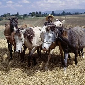 Ponies trample corn to remove the grain in a typical