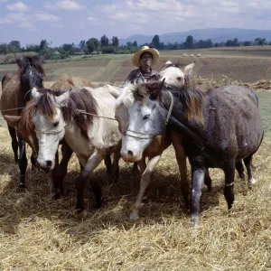 Ponies trample corn to remove the grain in a typical