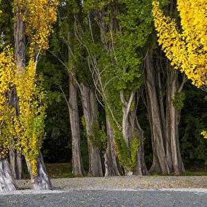 Poplar Trees in Autumn, Lake Wanaka, New Zealand