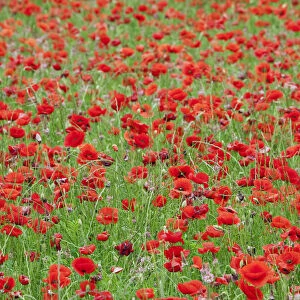 Poppies in a field in rural Provence France