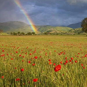 Poppies and rainbow, Norcia, Umbria, Italy