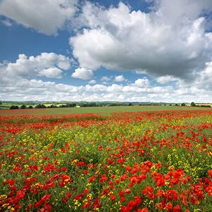 Poppy field in beautiful summer countryside, Dorset, England