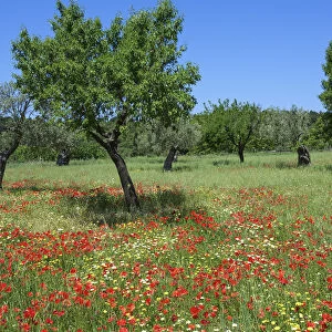 Poppy Flower and Olive Trees near Valldemossa, Majorca, Balearics, Spain