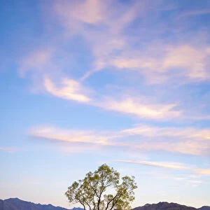 Popular lone tree in Roys Bay on Wanaka Lake against sky at sunrise, Wanaka