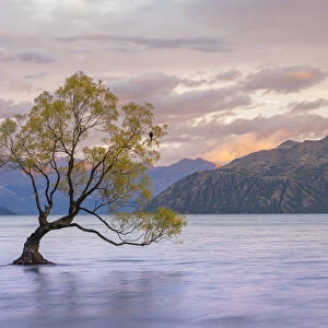 Popular lone tree in Roys Bay on Wanaka Lake at sunrise with mountains in background