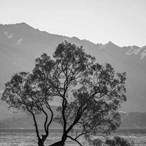 Popular tree in Roys Bay on Wanaka Lake, Wanaka, Queenstown-lakes District, Otago Region