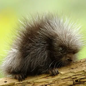 Porcupine (Erethizon dorsatum) Baby, Bozeman, Montana, USA