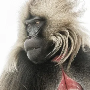 Portrait of Gelada baboon in Simien Mountains National Park, Northern Ethiopia