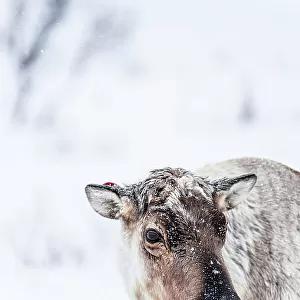 Portrait of reindeer in the frozen snowy landscape, Kvaloya, Sommaroy, Troms county, Norway