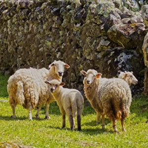 Portugal, Azores, Flores, Faja Grande, Sheeps on the trail near Faja Grande