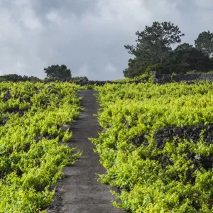 Portugal, Azores, Pico Island, Cabritos, vineyard in volcanic stone