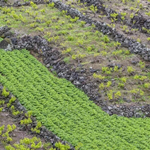 Portugal, Azores, Pico Island, Canto, volcanic rock vineyards