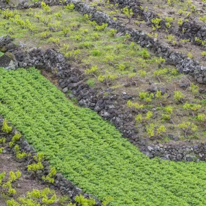 Portugal, Azores, Pico Island, Canto, volcanic rock vineyards