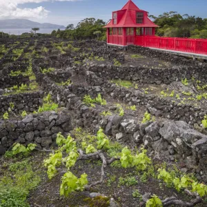 Portugal, Azores, Pico Island, Madalena, Wine Museum, vineyard promenade